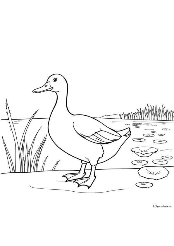Coloriage Canard Réaliste