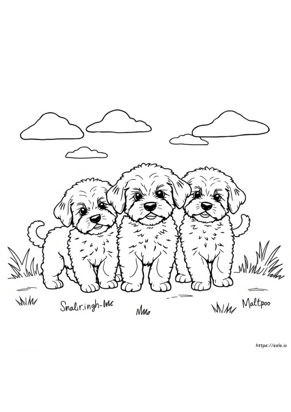 Do Maltipoo Puppies Change Color