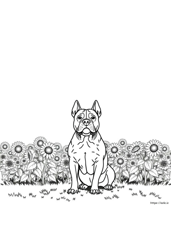 Coloriage Pitbull