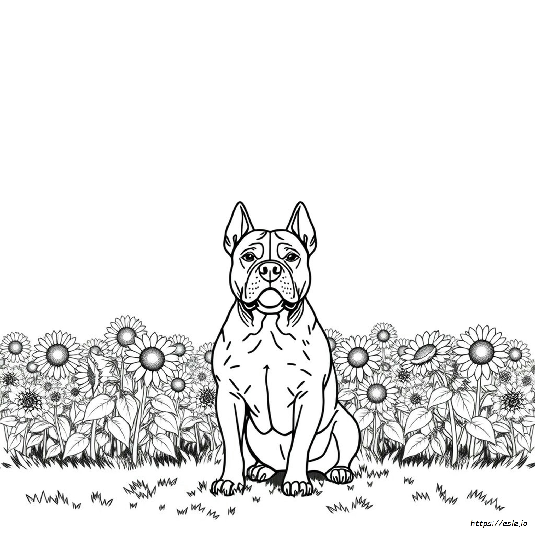 Pitbull Colouring Pages