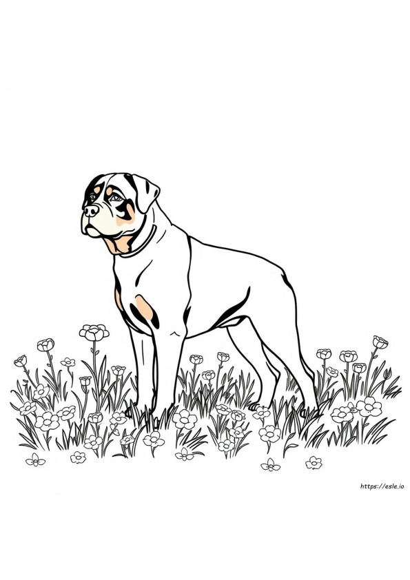 Können Rottweiler Verschiedene Farben Haben Ausmalbild