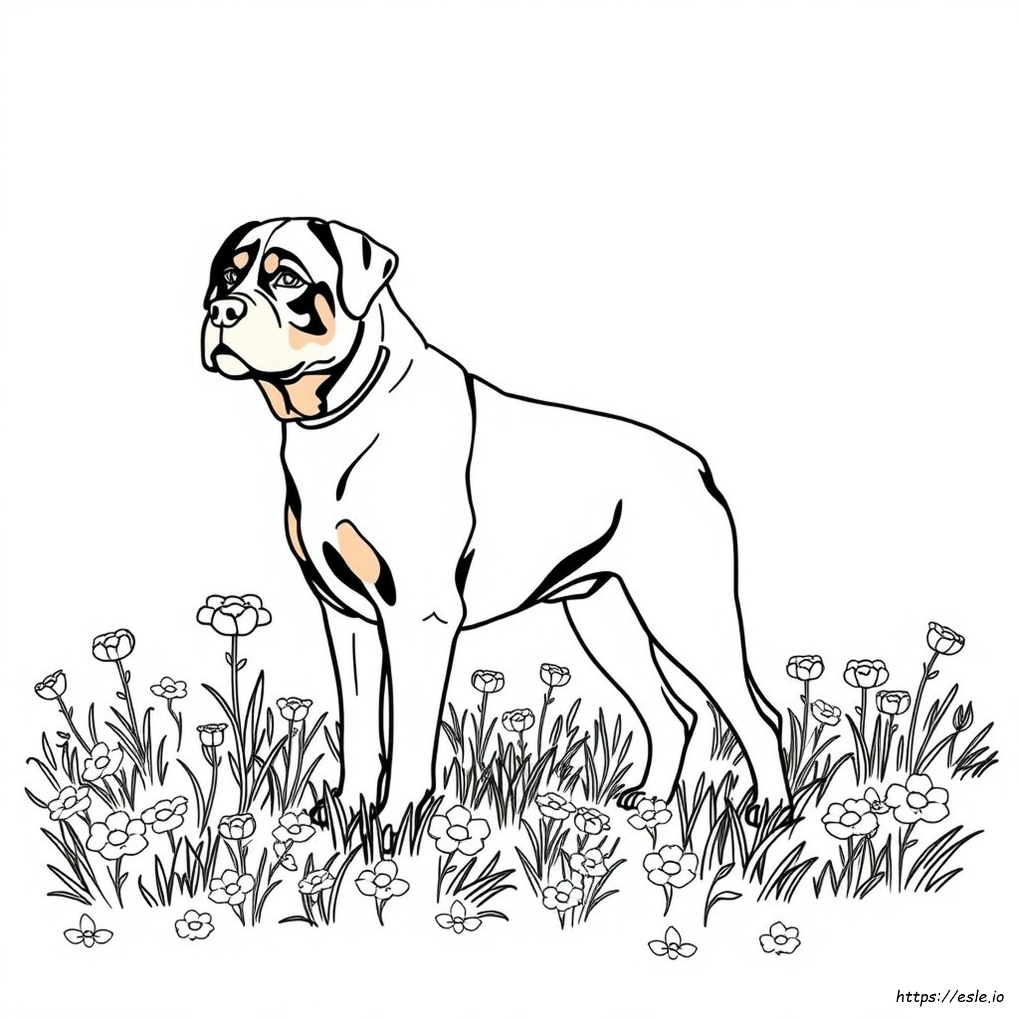 Peut-On Trouver Des Rottweilers De Différentes Couleurs