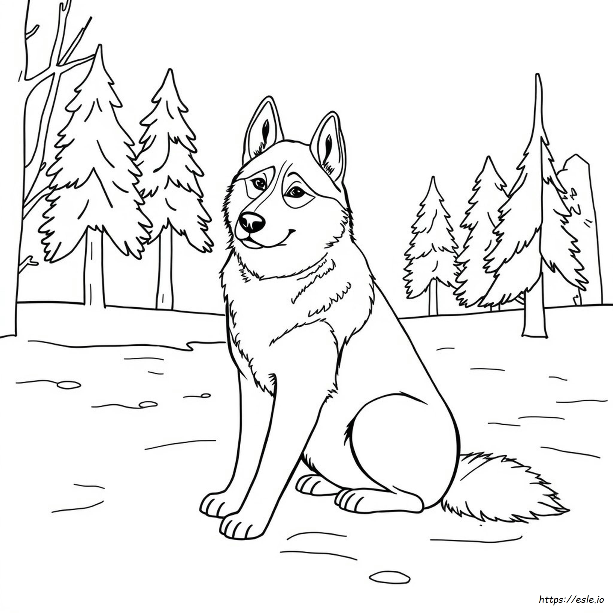 Husky Realistico Da Colorare