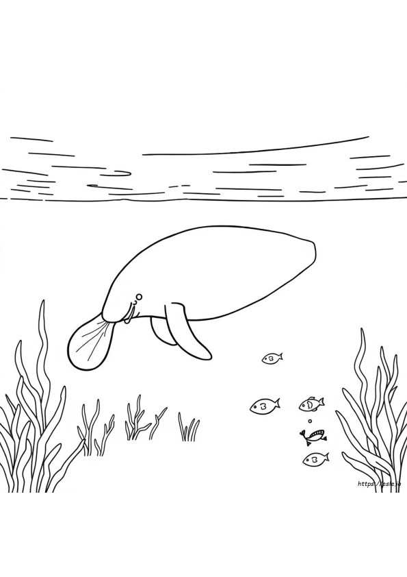 Coloriage Lamantin À Imprimer