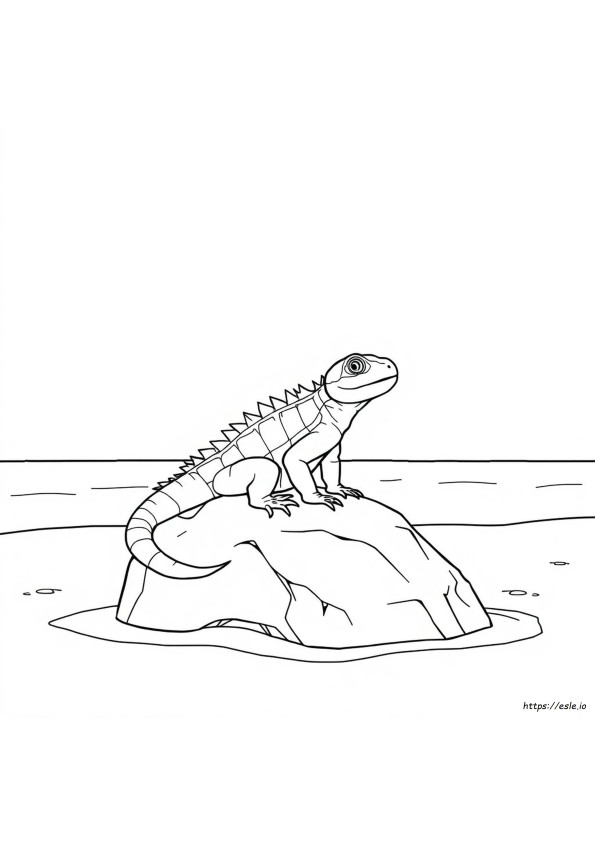 Reptile Coloring Pages