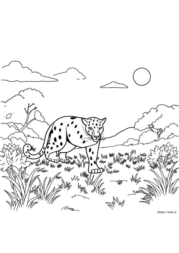 Macan Kumbang Untuk Mewarnai