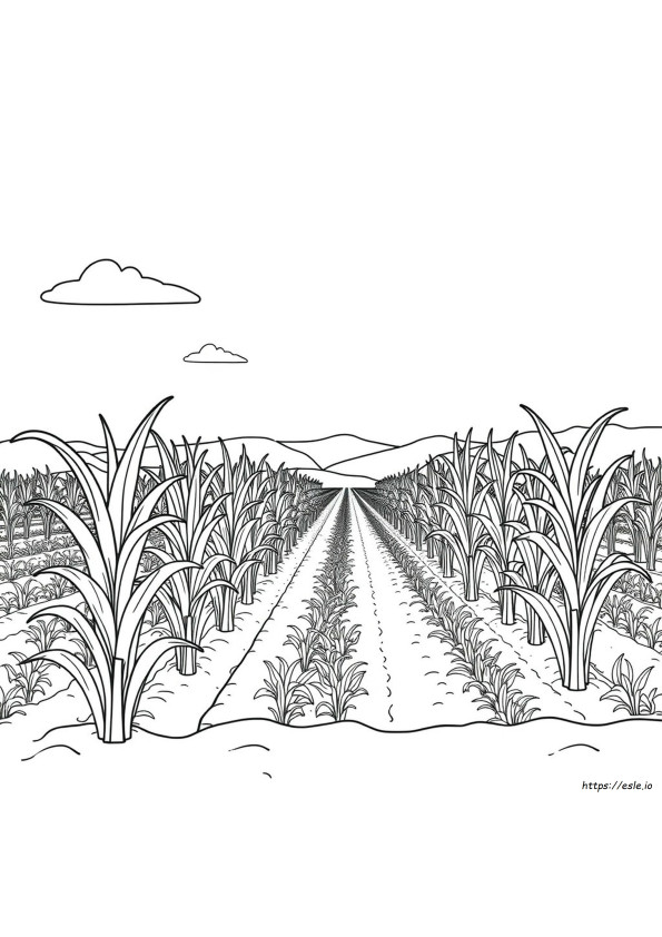 Colouring Sugarcane Outline