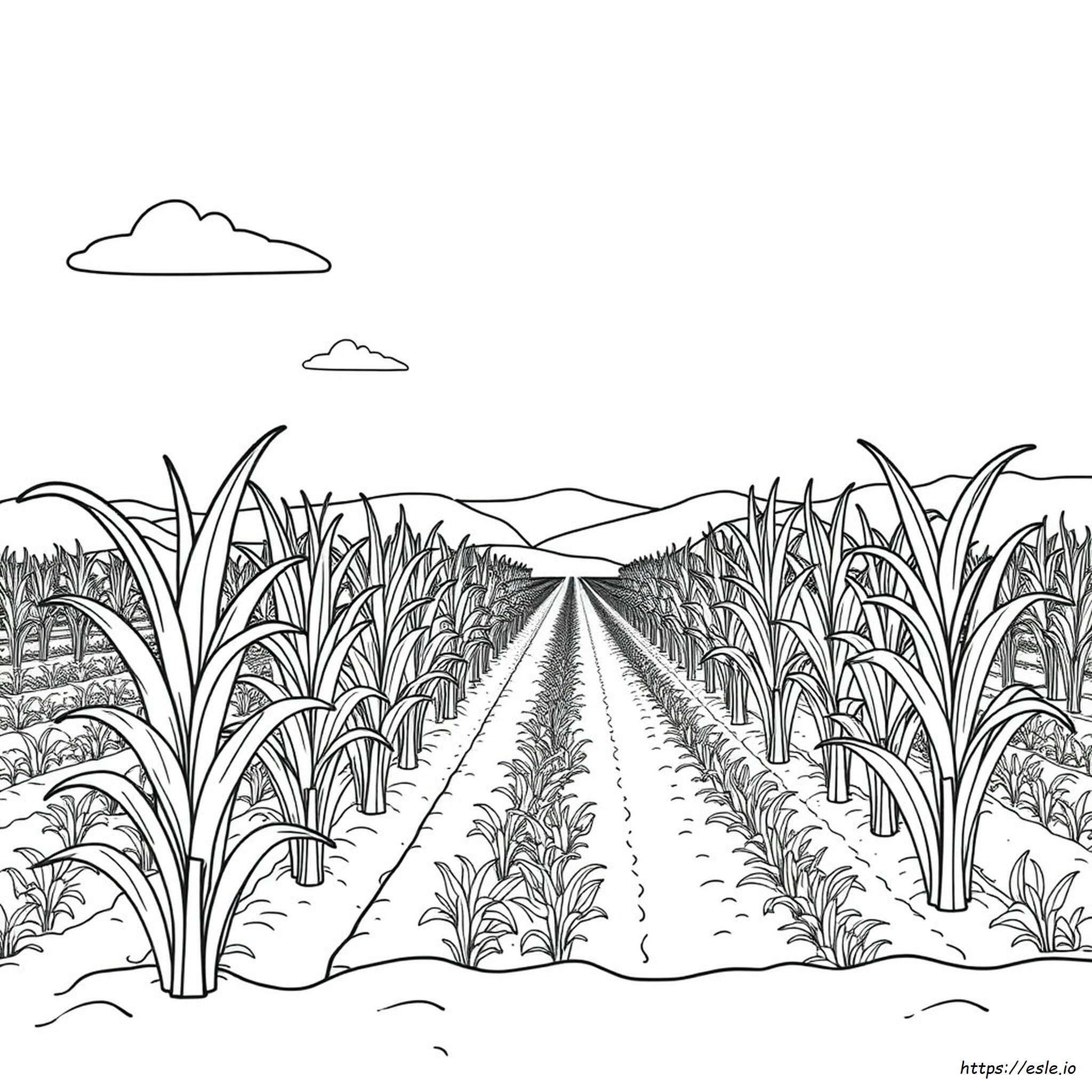 Contorno De Caña De Azúcar Para Colorear