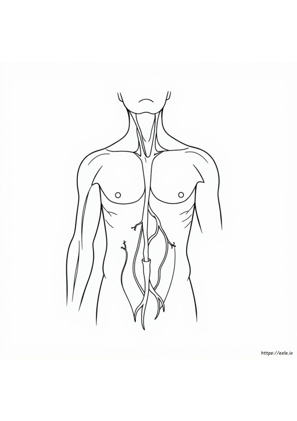 Human Skin Anatomy Worksheet Coloring Page Answer Key