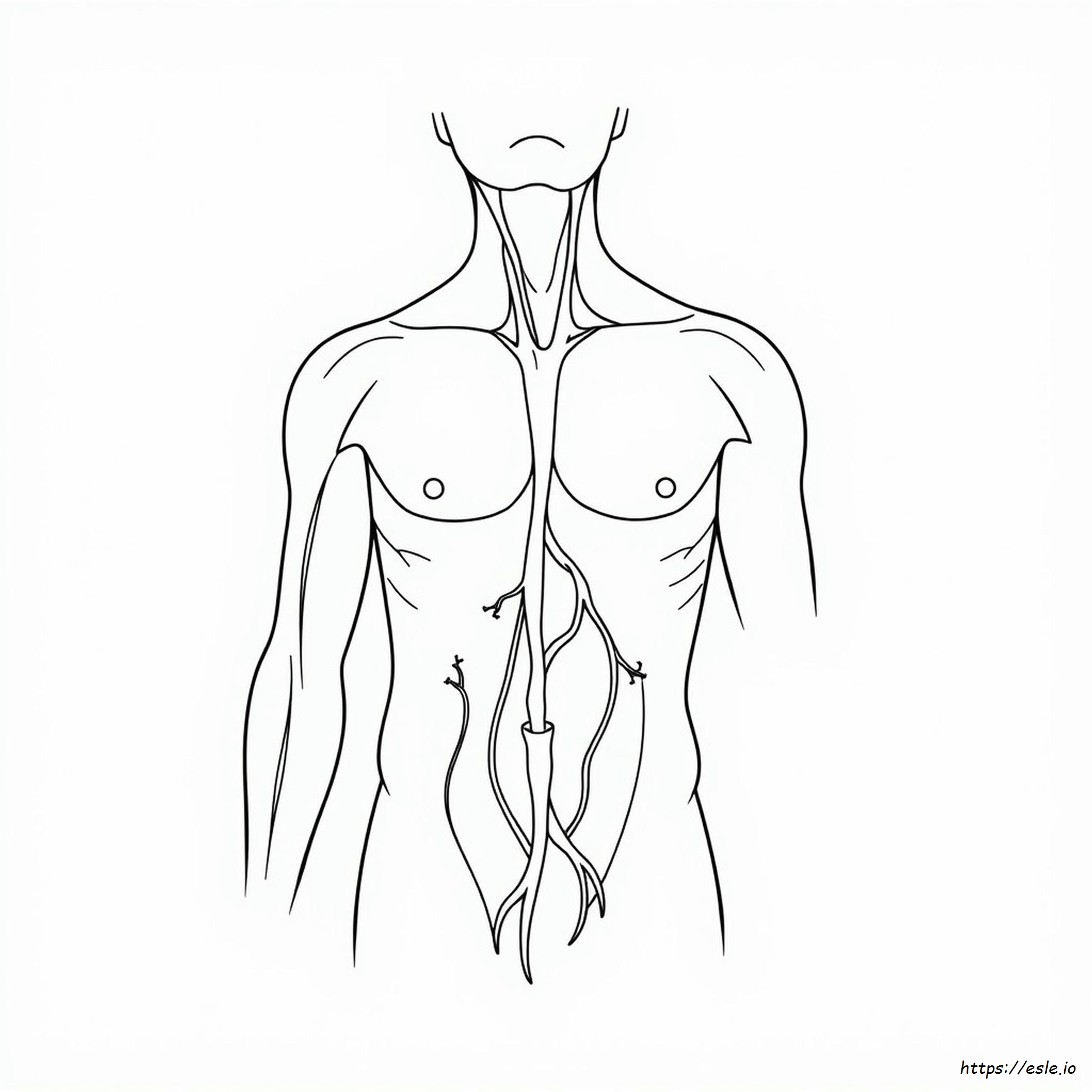 Clave De Respuestas De La Hoja De Trabajo De Anatomía De La Piel Humana Para Colorear