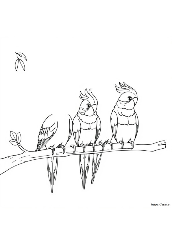 Different Colors Of Cockatiels