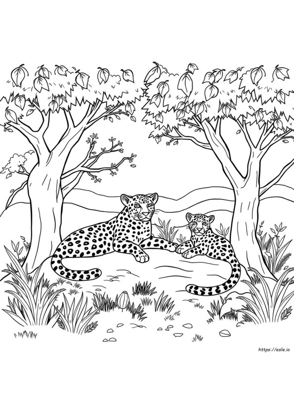 Leopard Colouring