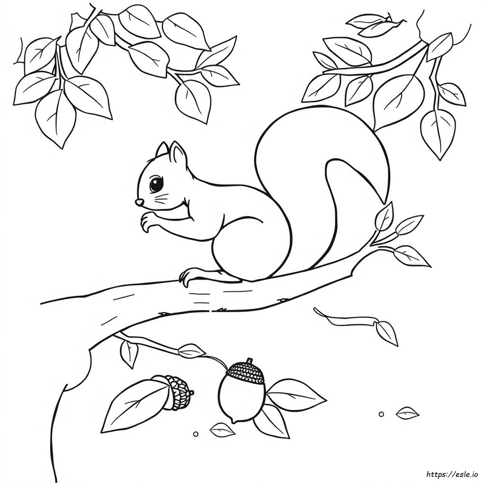 Coloriages D'écureuil