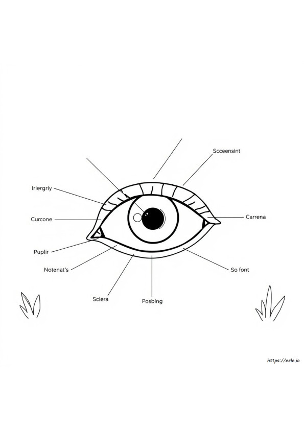 Anatomy Of Eye Coloring