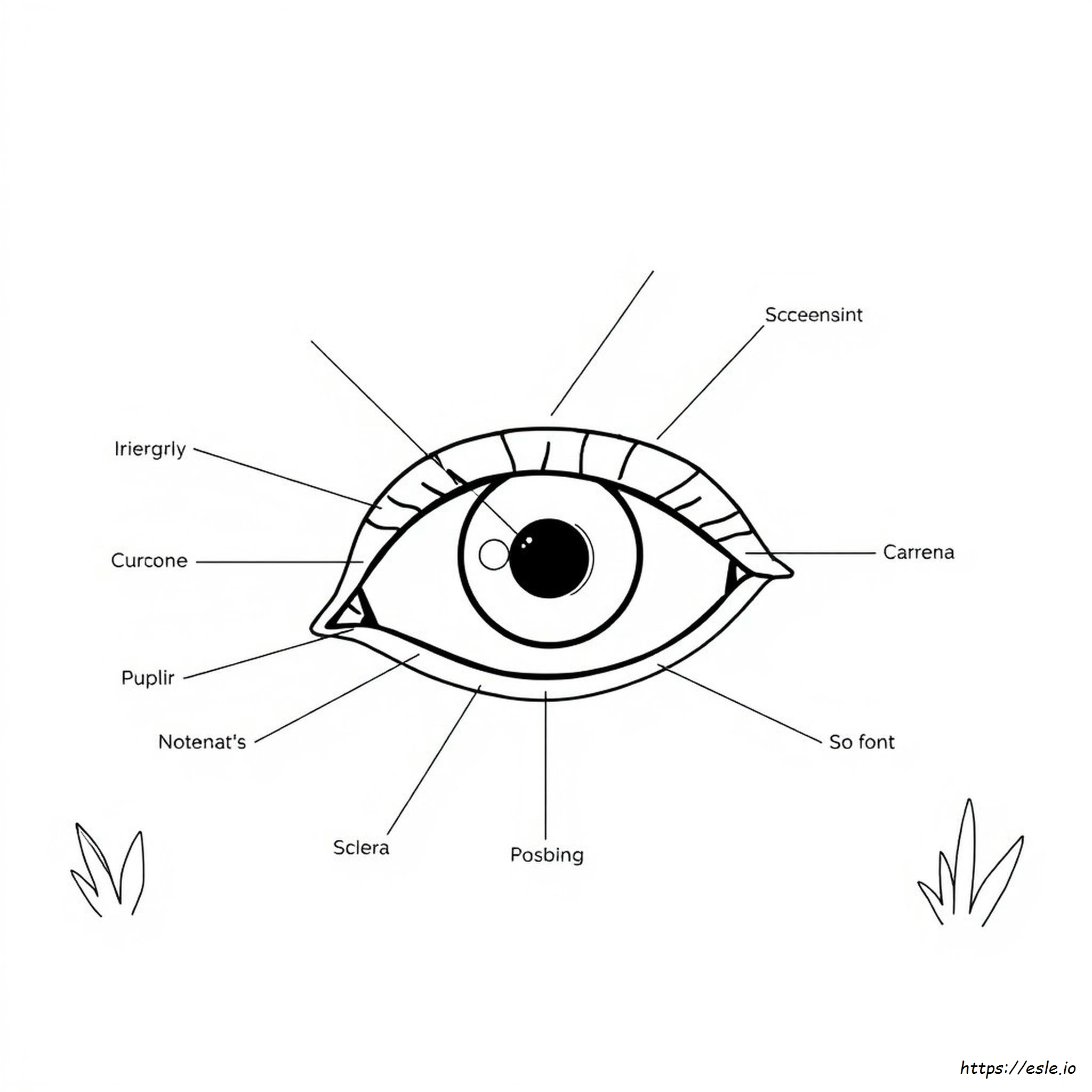 Anatomía Del Ojo Para Colorear
