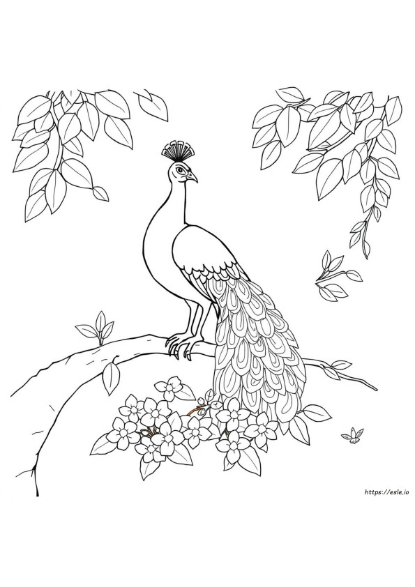 Pfau Ausmalbilder Zum Ausdrucken