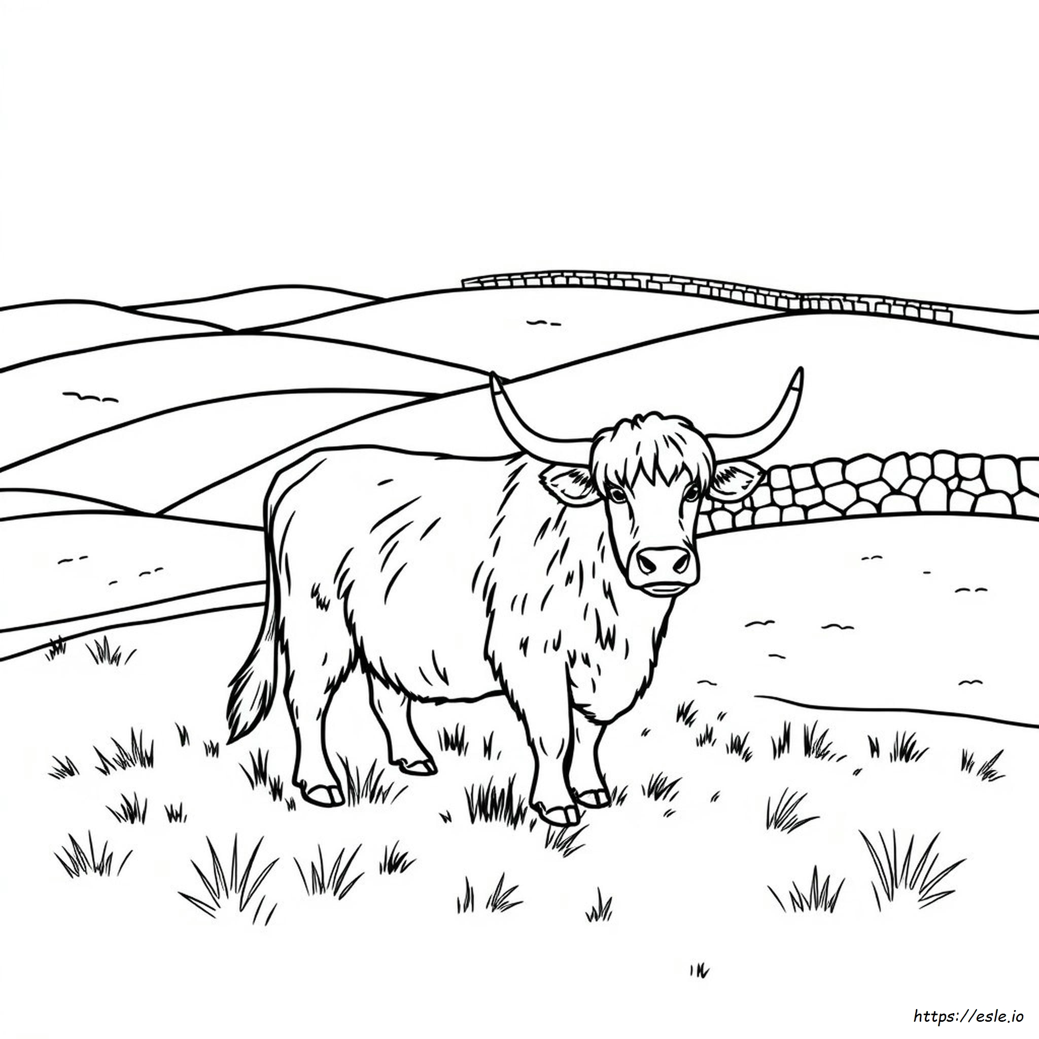 Highland Cow Coloring Pages Printable