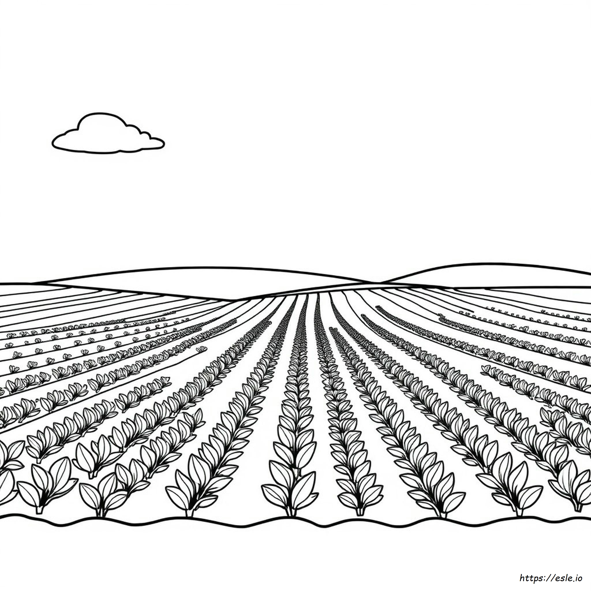 Coloring Pages Of Fields
