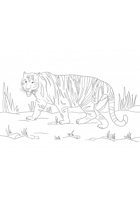 Walking tiger coloring page for free downloading and printing