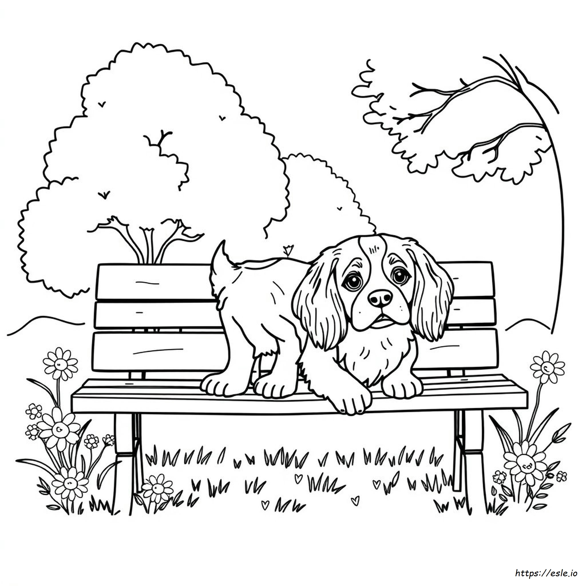 Cavalier King Charles Coloring Pages