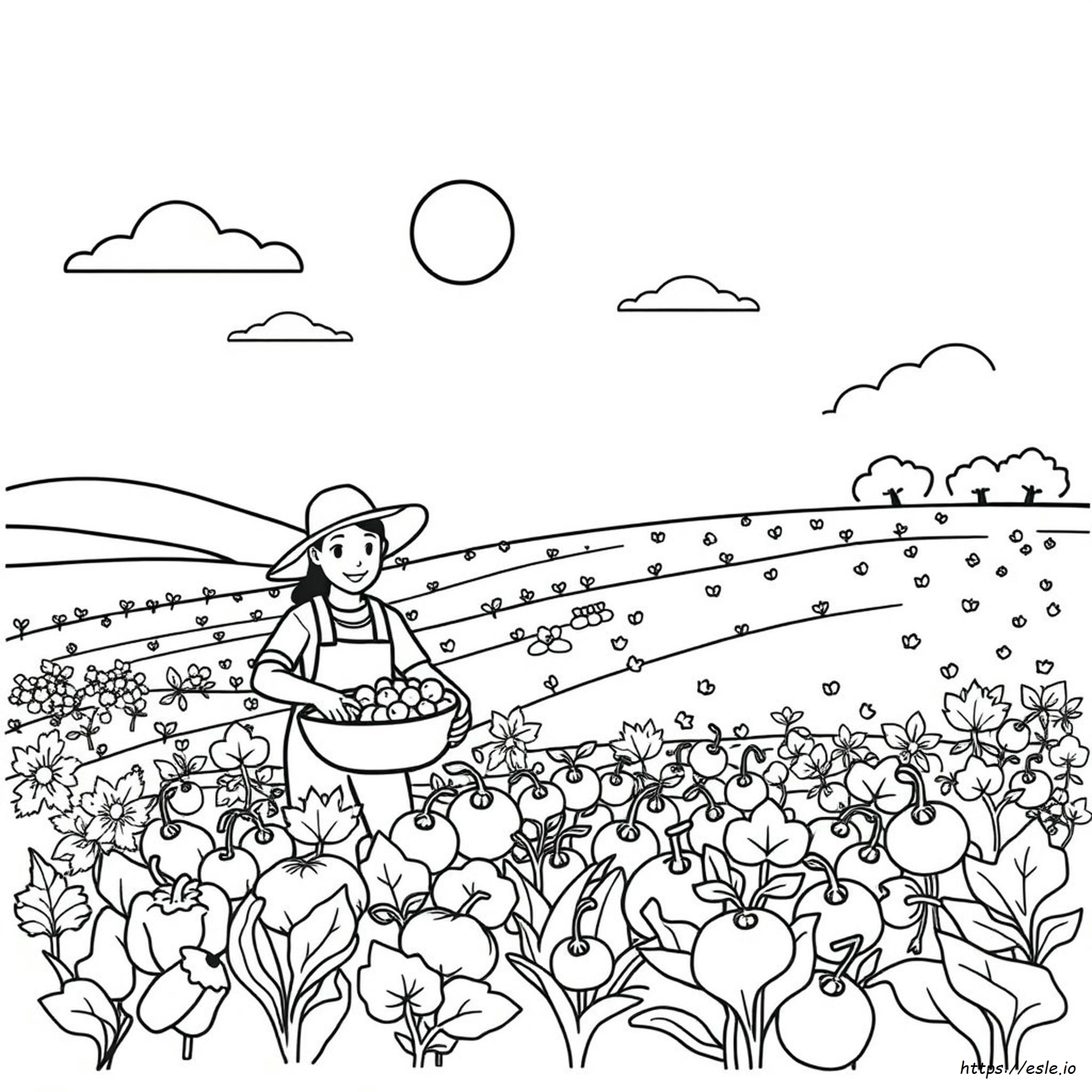 Harvest Time Coloring Pages