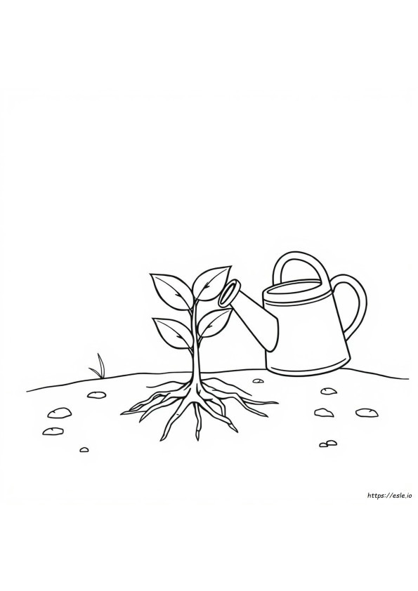 Plant Growth Coloring Pages