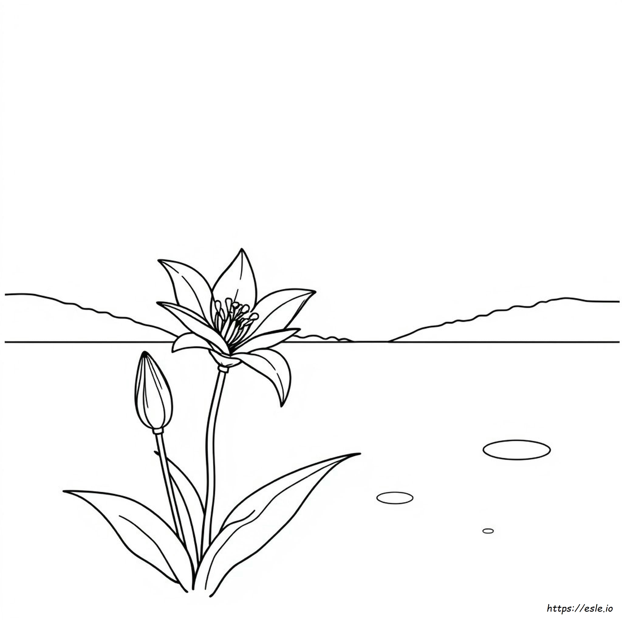 Lilienblume Ausmalbilder