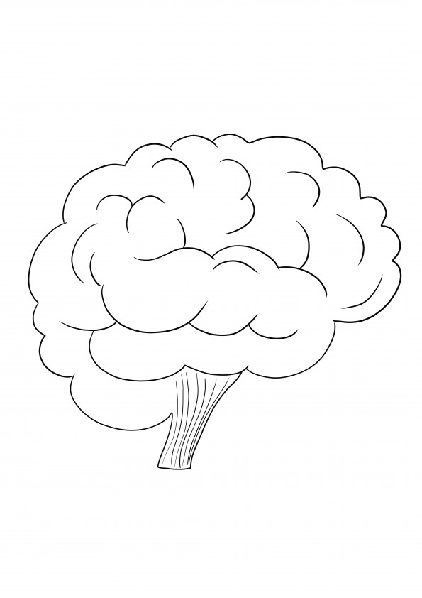 A simple coloring page of the human Brain free to download and color