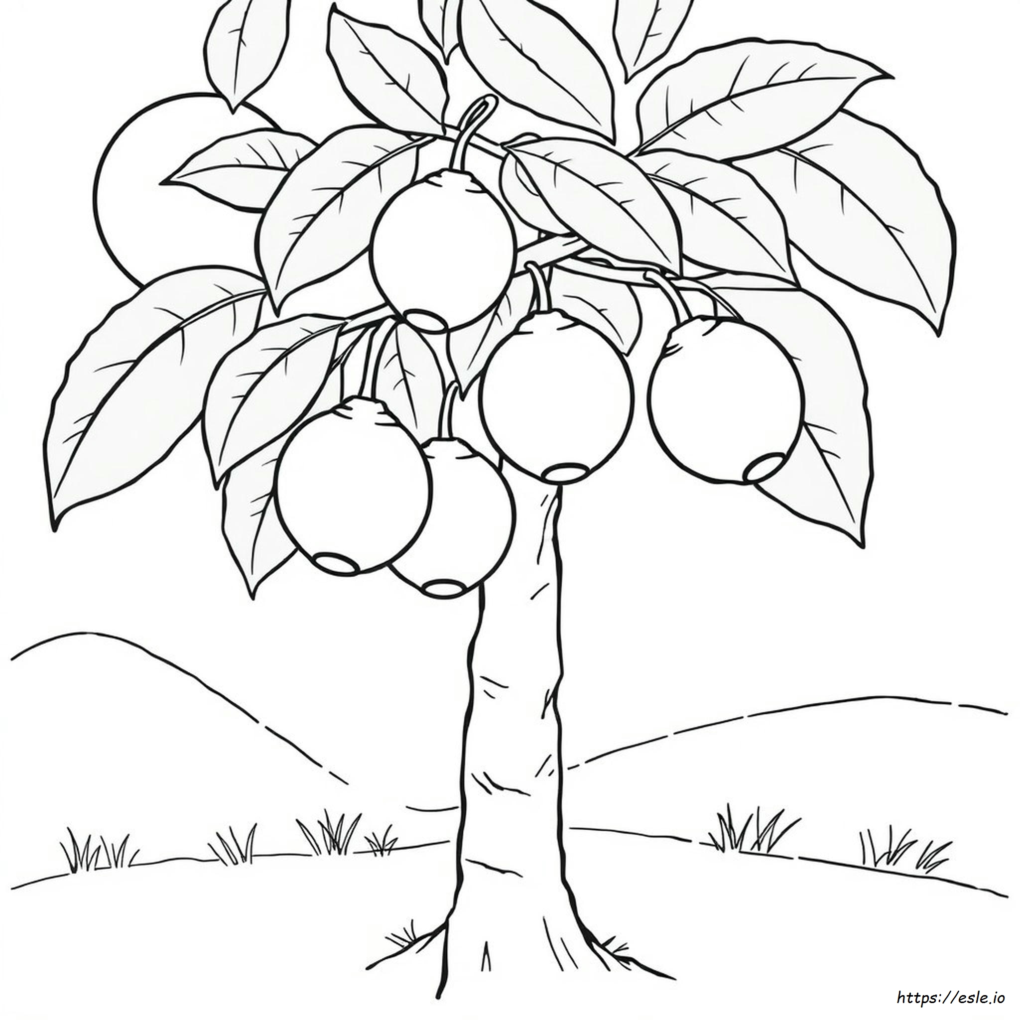 Guava Colouring Images