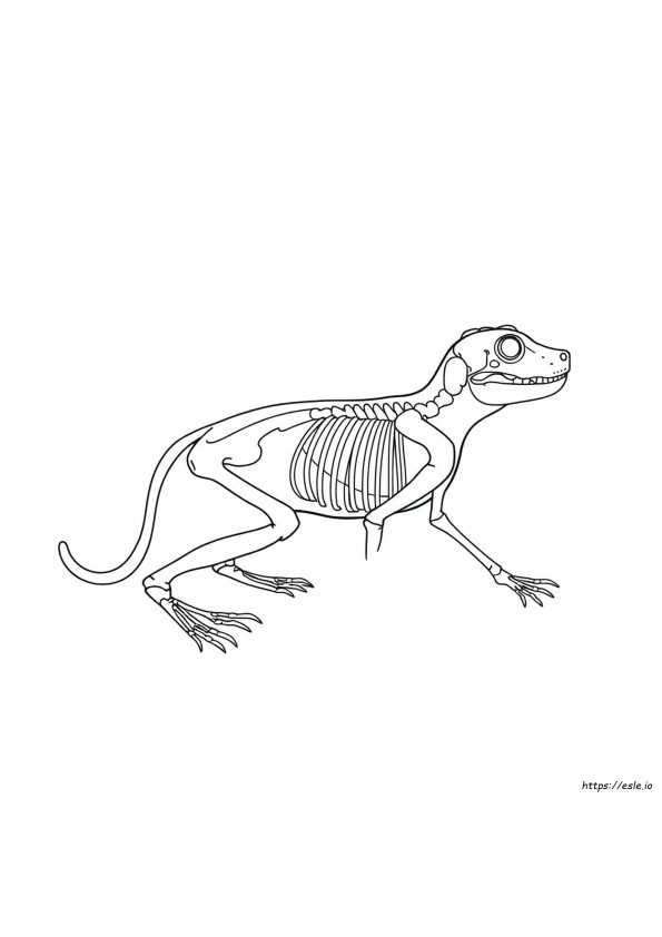Páginas Para Colorear De Anatomía Animal Imprimibles