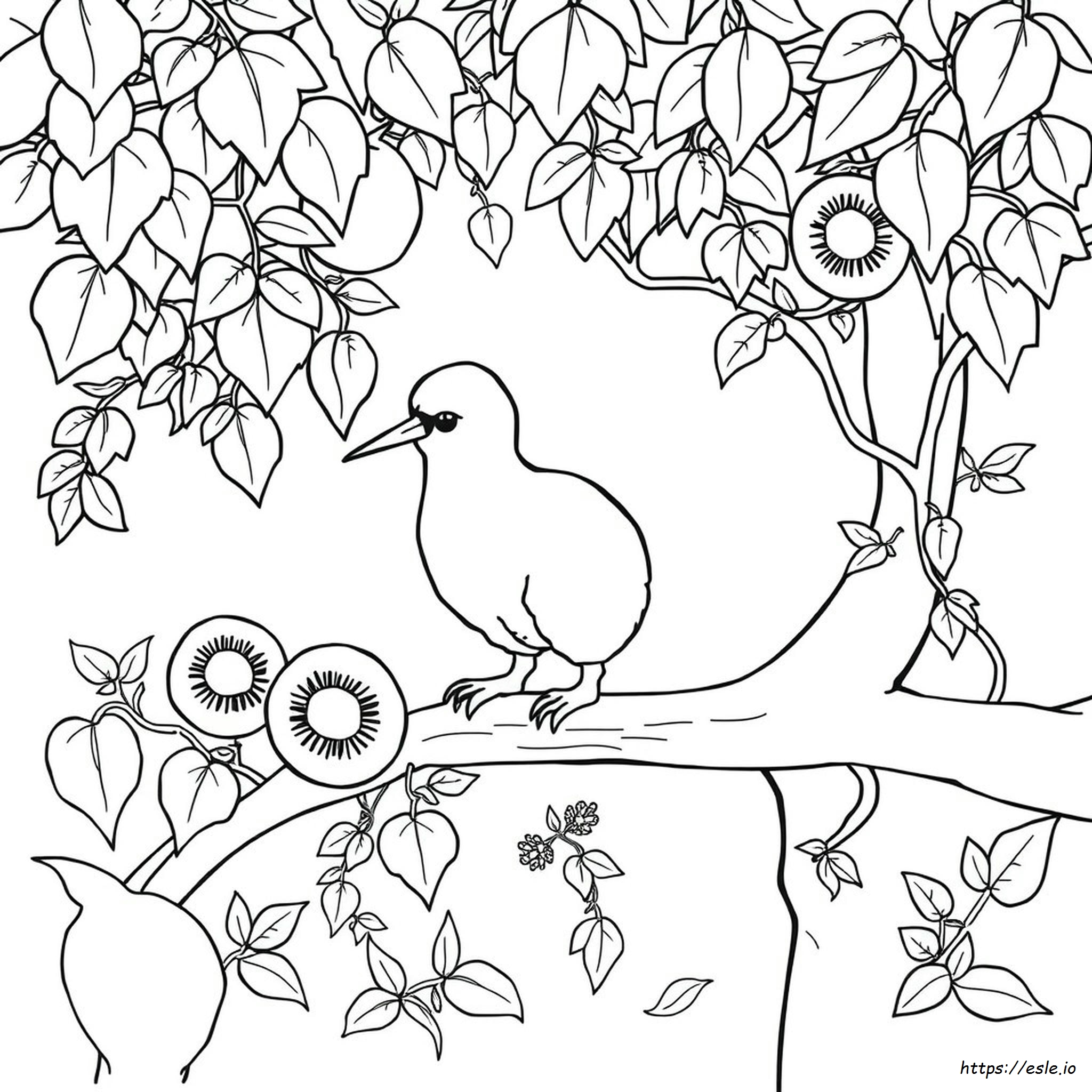 Kiwi Colouring Images
