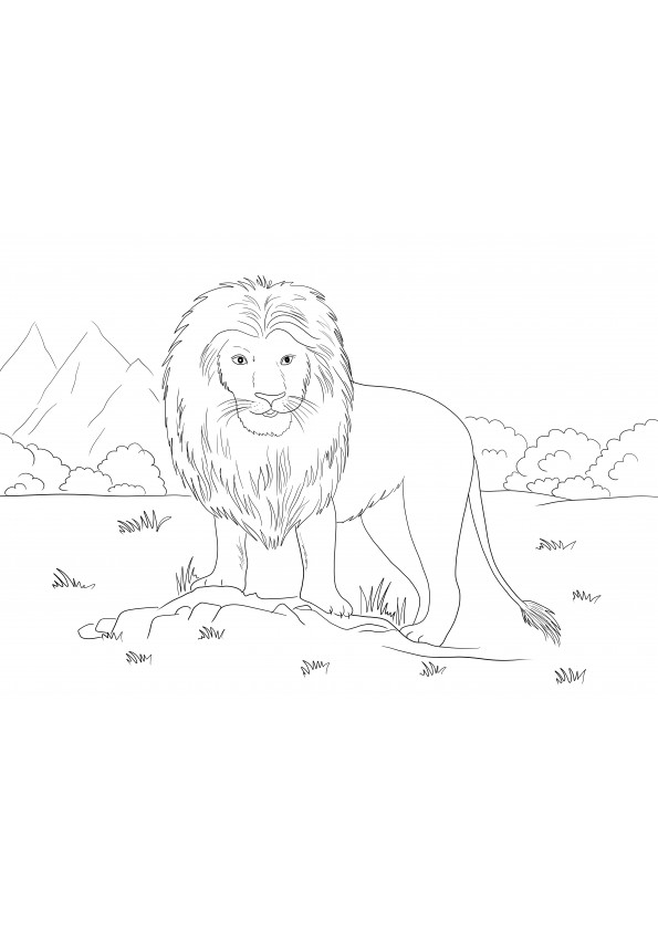 Afrikai oroszlán ingyenesen nyomtatható és letölthető minden korosztály számára