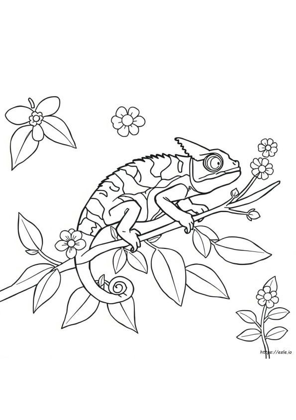 Comment Colorier Une Caméléon