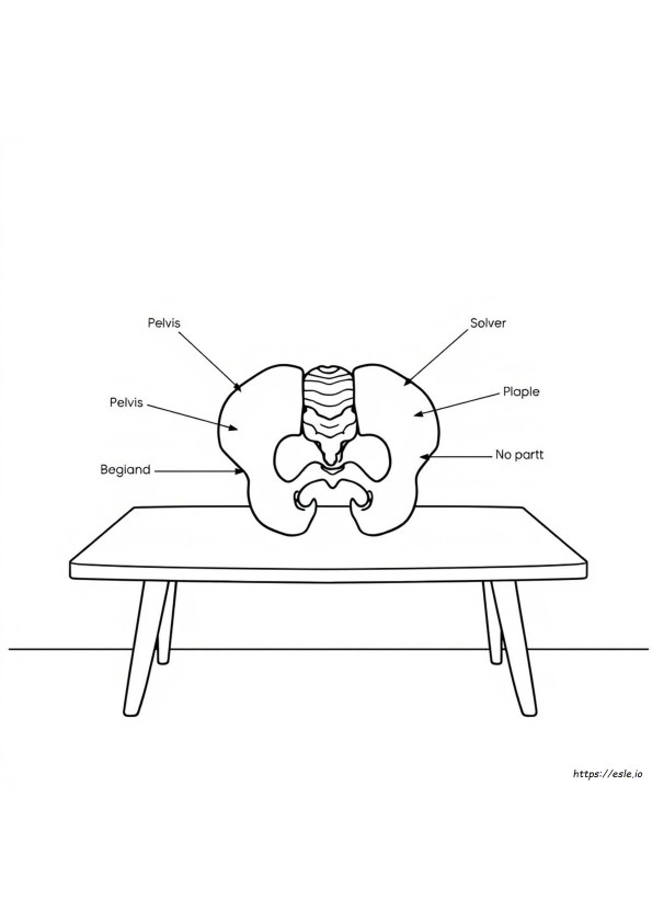 Pelvis Coloring Page