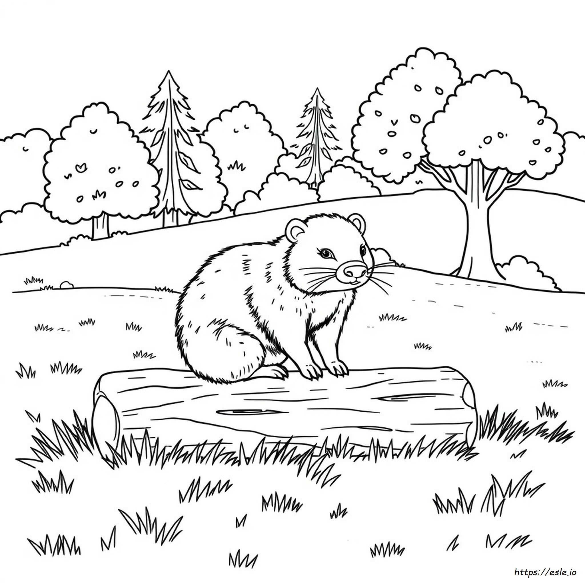 Wombat Colouring Pages