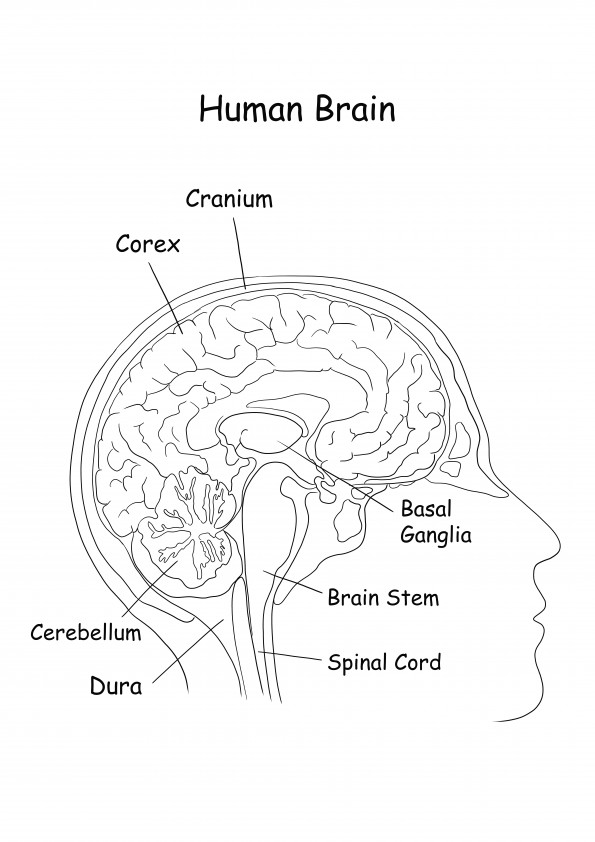 Human Brain Anatomy easy coloring page with explanation to download for free