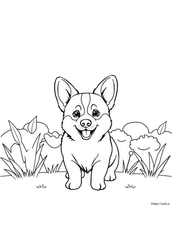 Corgiler Renk Değiştirir Mi