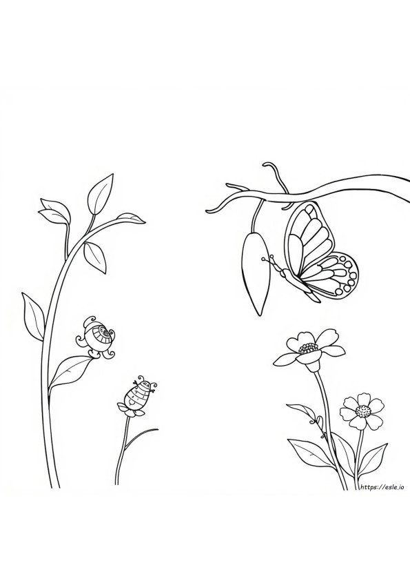 Hoja Para Colorear Del Ciclo De Vida De Una Mariposa