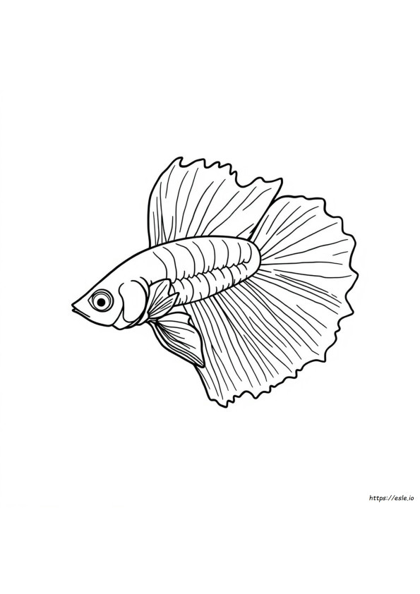 Do Bettas Change Color Over Time