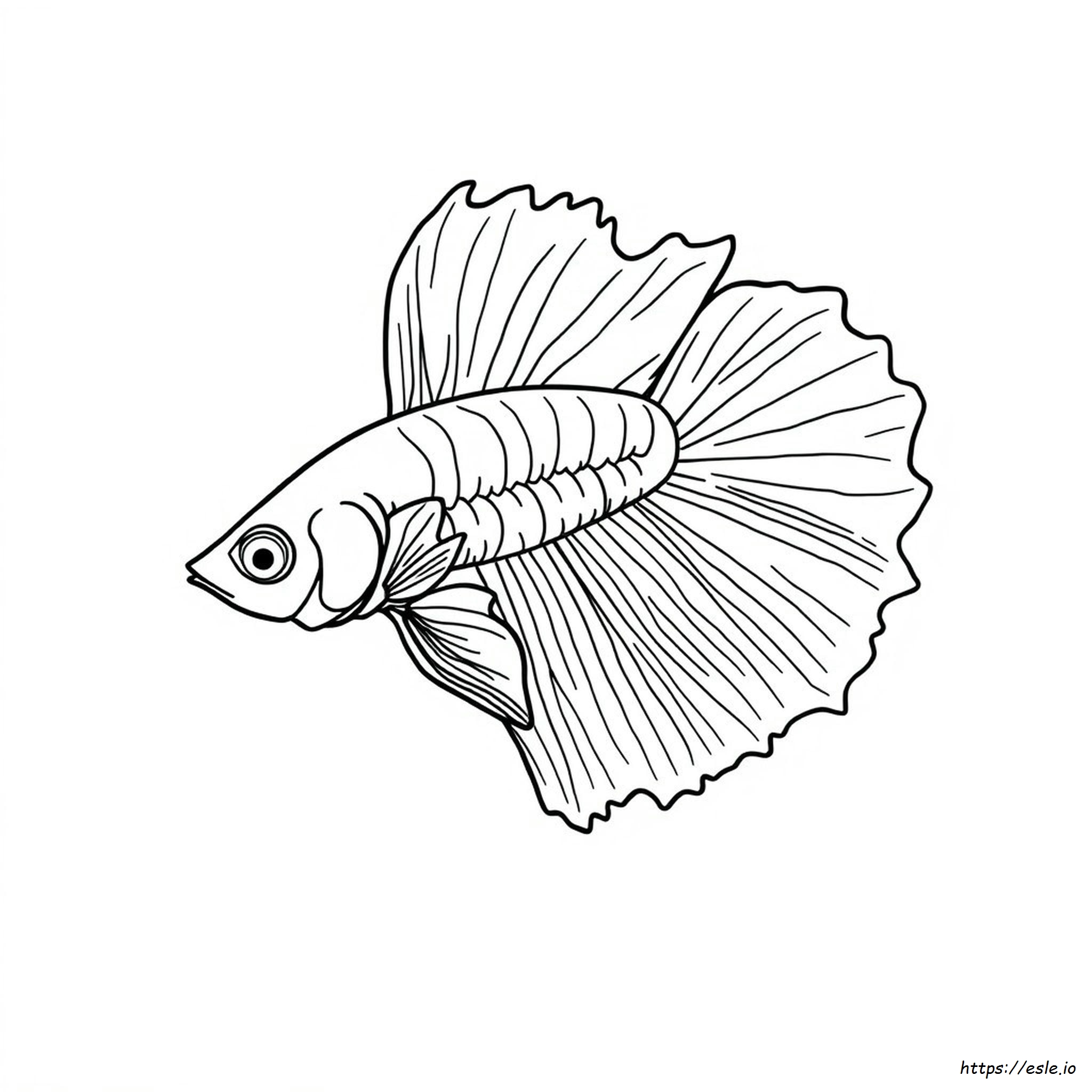 Do Bettas Change Color Over Time