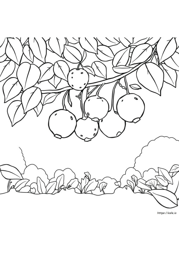 Coloring Fruits Clipart Black And White