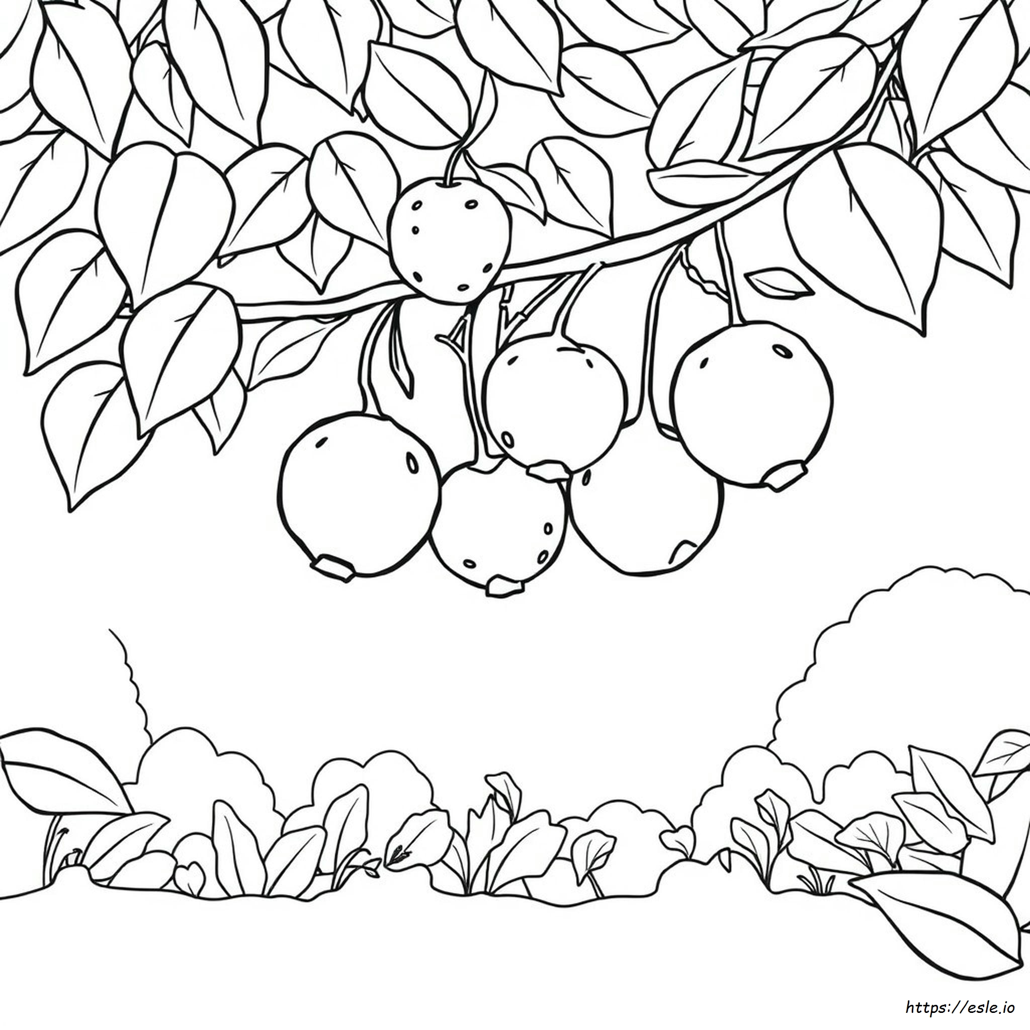 Imágenes Prediseñadas De Frutas Para Colorear En Blanco Y Negro