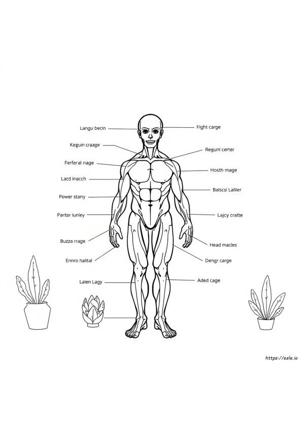 Printable Muscle Anatomy Coloring Pages