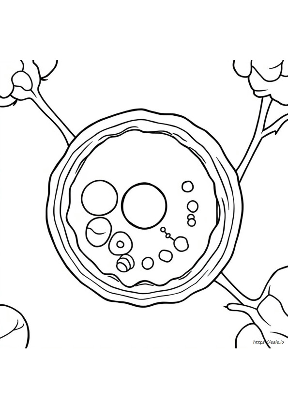 Respuestas A La Página Para Colorear De La Célula Vegetal
