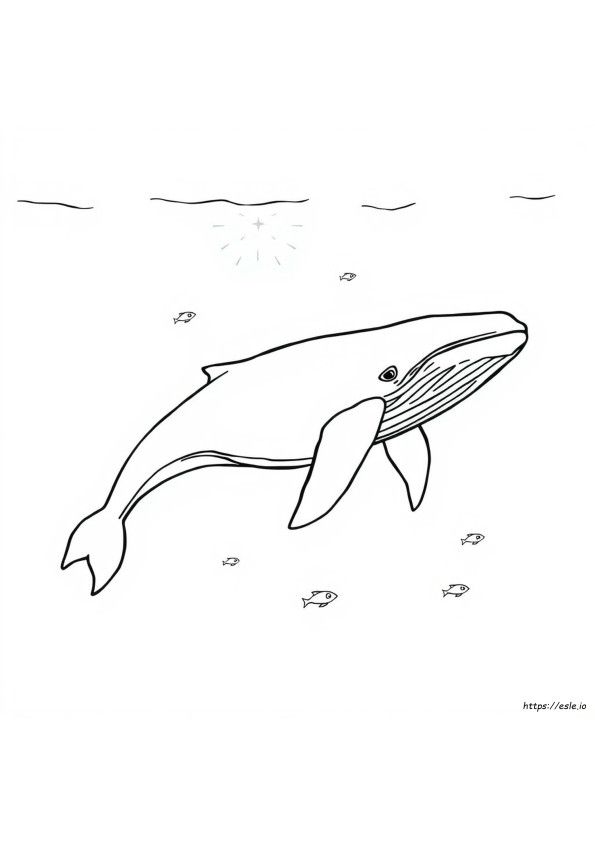 Ballena Jorobada Para Colorear Imprimible