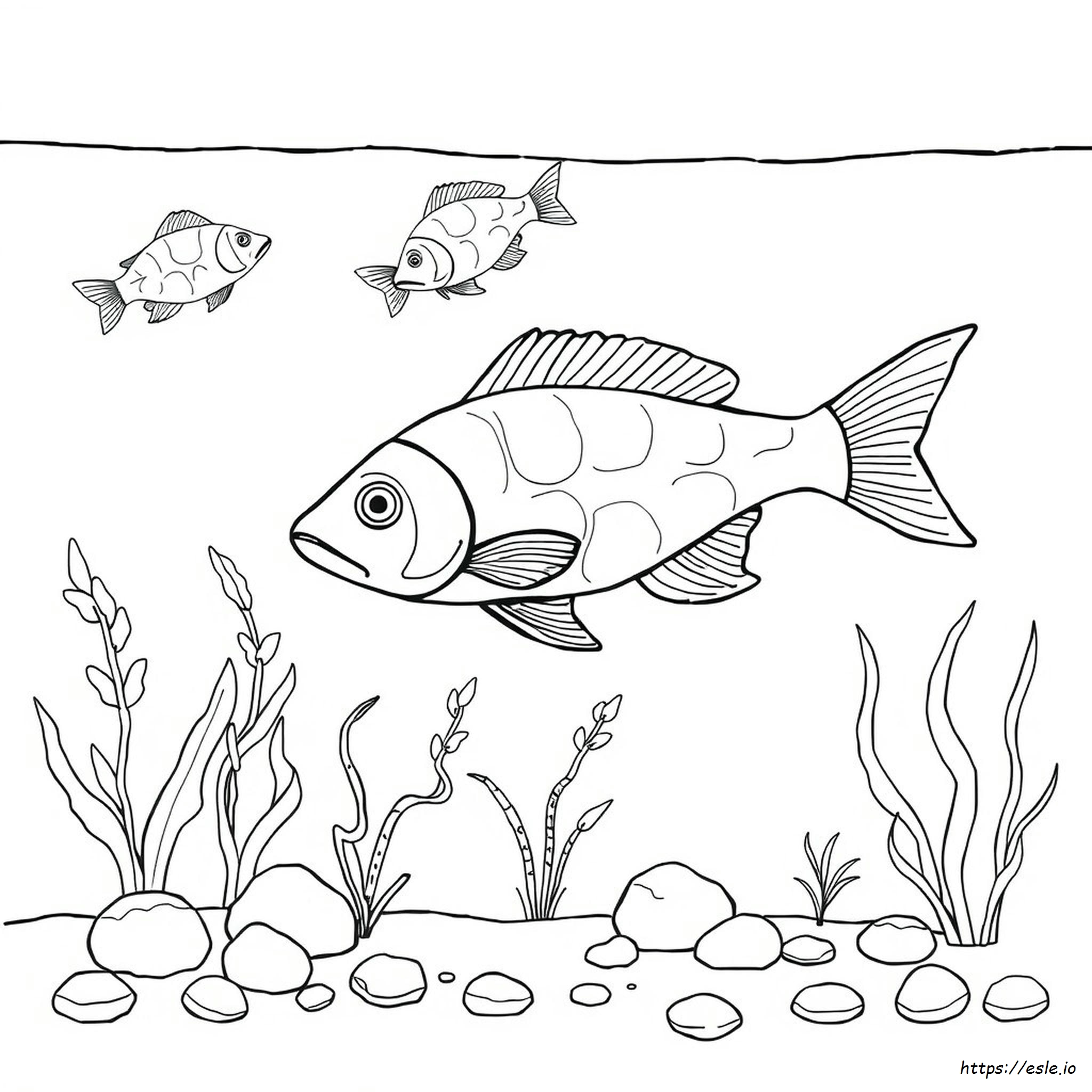 Freshwater Fish Coloring Pages
