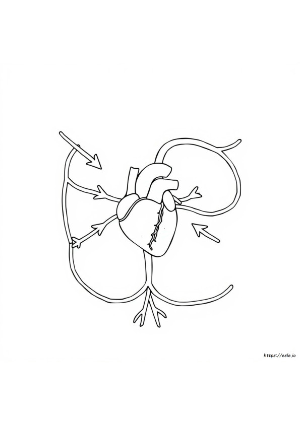 Circulatory Coloring Pages