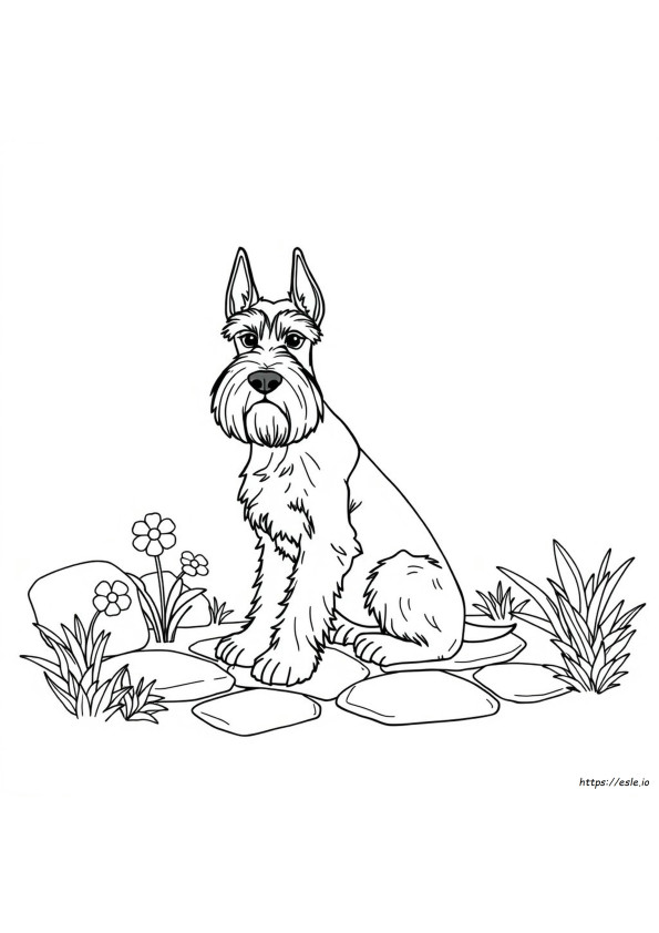 Schnauzer Gambar Mewarnai