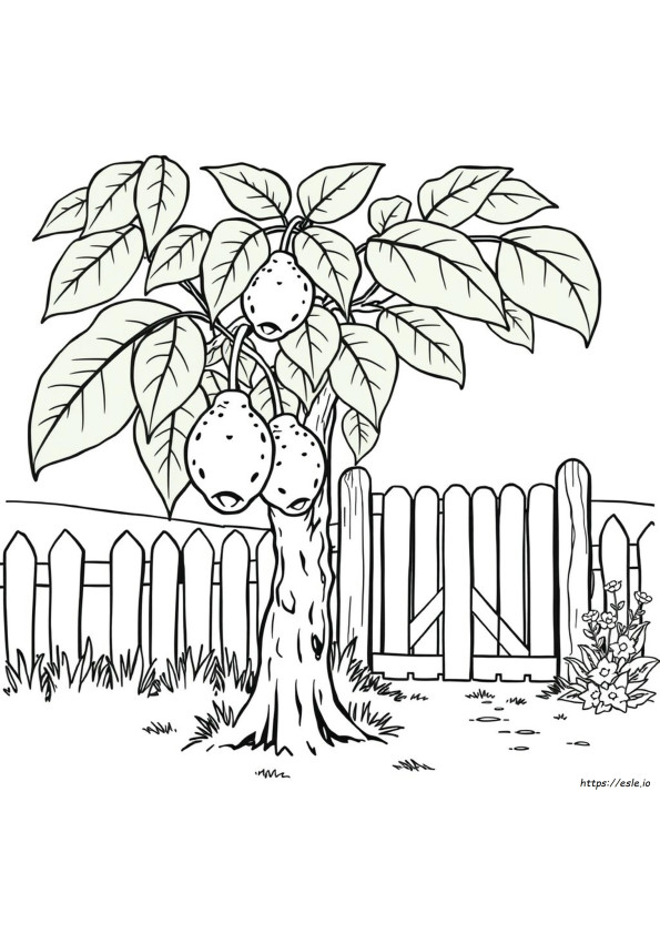 Pawpaw Coloring Pages