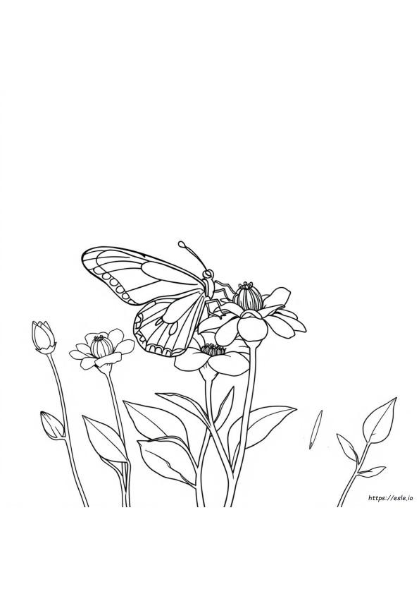 Mariposas: Ciclo De Vida Para Colorear